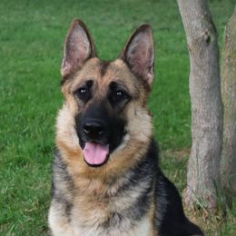 Shasta - German Shepherd