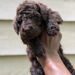 Daemon - Brown male Poodle puppy in Atlanta, Georgia from Syren House Doodles & Poodles