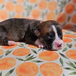 Boy 3 - Sable Pembroke Welsh Corgi puppy in Cypress, Texas from Boba Tea Corgis
