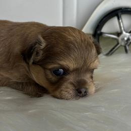 Petey - Black sabled fawn male Chihuahua puppy in Gloucester, Virginia from Charlotte's Web of Chihuahuas