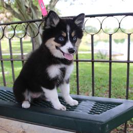 Panda - Tri-color female Pomsky puppy in Lauderhill, Florida from Your Friend Seamus' Studds