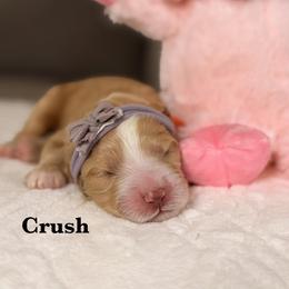 Crush - Apricot male Australian Labradoodle puppy in Citrus Heights, California from Elite Blend Labradoodles