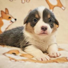 Ursa - Blue male Pembroke Welsh Corgi puppy in Warrensburg, New York from The Adirondack Corgi