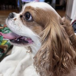 Cavalier King Charles Spaniels from Bayou Cavaliers