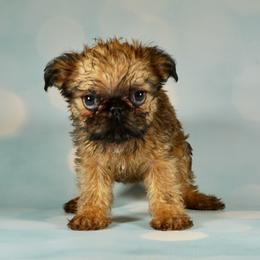Pink Collar Girl - Red female Brussels Griffon puppy in Florida from Robin’s Griffons