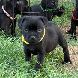 Ms. Yellow - Black female Staffordshire Bull Terrier puppy in Montgomery, Texas from KnowJokes Staffordshire Bull Terriers