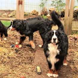 Bernese Mountain Dog Puppies from Baby Bear Bernese Kennel