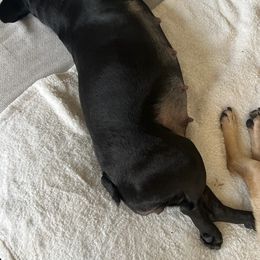 French Bulldogs from Freeline Frenchies