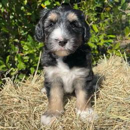 Green - Black and white male Sheepadoodle puppy in Archer, Florida from Gainesville Sheepadoodles