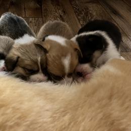 Pembroke Welsh Corgi Puppies from S7 Corgis and Chaos