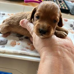 Kanga - Red female Cockapoo puppy in Adrian, Oregon from ApplebyFarm