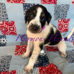 Lulu - Blue ticked and tan female Bluetick Coonhound puppy in Mount Pleasant, Texas from Harmons Hounds