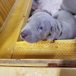 Weimaraner Puppies from Big River Weimaraners