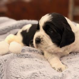 Gray boy - White and black male English Springer Spaniel puppy in Cleburne, Texas from Powers English Springer Spaniels