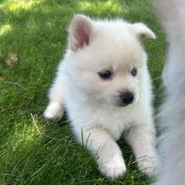 Bobby - White male Pomsky puppy in Coeur D'alene, Idaho from PNW Pomskys