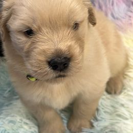 Girl 3 - Golden female Golden Retriever puppy in Chesapeake, Virginia from Autumn Lake Golden Retrievers