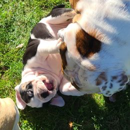 Bulldog Puppies from Pappy's Bullies