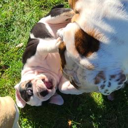 Bulldog Puppies from Pappy's Bullies