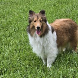 Shetland Sheepdog puppies from Costa Del Sol Shelties