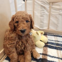 Chunky Monkey - Apricot male Poodle puppy in South Willard, Utah from Burge Family Poodles