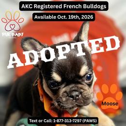 Leonard - Tricolors male French Bulldog puppy in Michigan from Fur Baby Farms