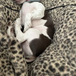 June - Dachshund