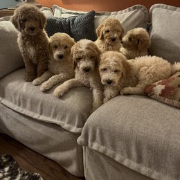 Boy 1 - Cream male Goldendoodle puppy in Lumberton, Texas from Southeast Texas Goldendoodles