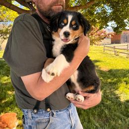 Courage - Black tri male Miniature American Shepherd puppy in Tonasket, Washington from V5 Aussies