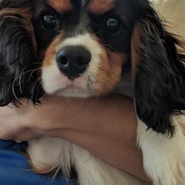 Cavalier King Charles Spaniels from One Big Cavy Family