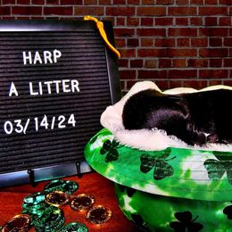 Belgian Malinois Puppies from Z Domu Niedzwiedzia Malinois