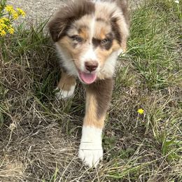 Girl 1 - Australian Shepherd puppy in Otis, Oregon from Heritage Hill Aussies