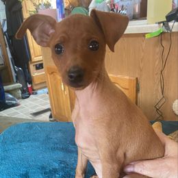 Boy 1 - Red female Miniature Pinscher puppy in Corbett, Oregon from Redhawk Kennels