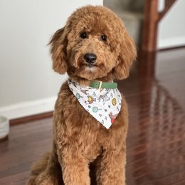 Watson - Goldendoodle