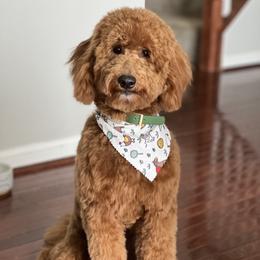 Watson - Goldendoodle