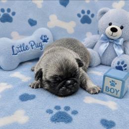 Silver Brindle Boy (green toe) - Brindle male Pug puppy in Tulsa, Oklahoma from Locust Creek Pugs & Japanese Chin's
