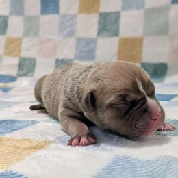 Butch - Liver male American Pit Bull Terrier puppy in Macon, Georgia from Mythos K9s