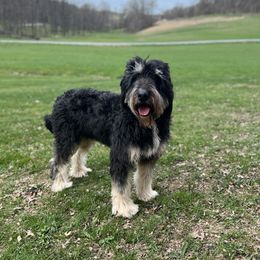 Sophie - Bernedoodle