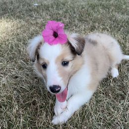 Shetland Sheepdog Puppies from Kuhl’s Sheltie Farm
