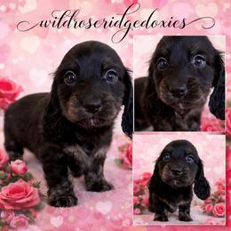 Coal - Black and cream male Dachshund puppy in Alexander, North Dakota from Wild Rose Ridge Doxies