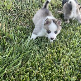 Pomsky Puppies from Promise Land Pomskies