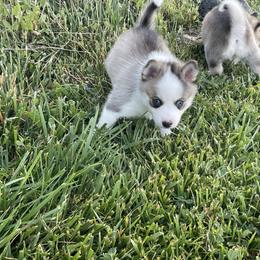 Pomsky Puppies from Promise Land Pomskies