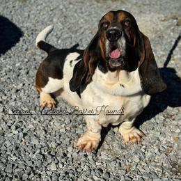 Charlie - Basset Hound
