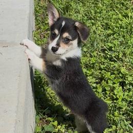AKC Green - Black and tan male Pembroke Welsh Corgi puppy in Summerfield, Florida from Promise Land Farm