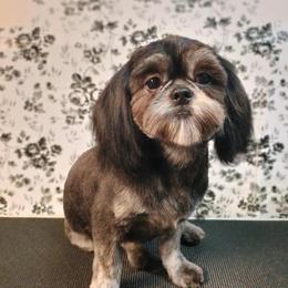 Talon - Shih Tzu