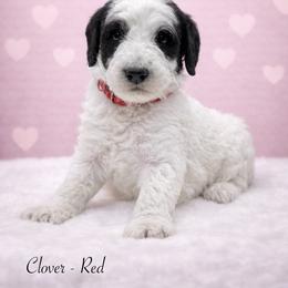 Clover - Black and white female Sheepadoodle puppy in Thornville, Ohio from Four Front Doodles & Friends