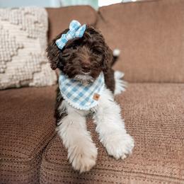 Goldendoodle Puppies from The W Doods