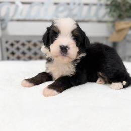 Mr. Bear - Tri-color male Bernedoodle puppy in Hegins, Pennsylvania from Bubbling Springs Doodles, LLC