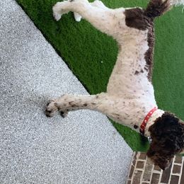 Goldendoodles and Poodles from Alvy's Poodles and Doodles