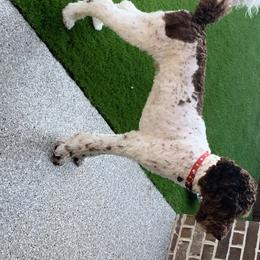 Goldendoodles and Poodles from Alvy's Poodles and Doodles