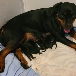 Rottweiler puppies from Guardian Angel Rottweiler